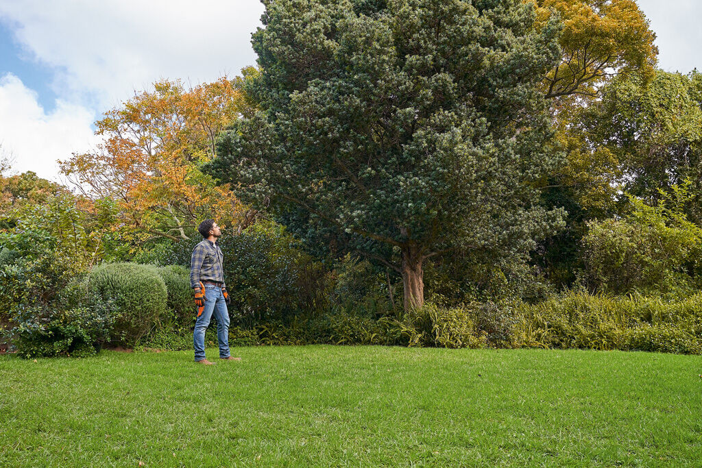 Stihl the best techniques for trimming trees - Bendigo Outdoor Power Equipment